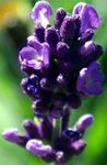   GEOboden - Lavendel-Projekt - Lavendel-Blüte  