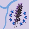   GEOboden Start - Lavendel-Projekt  